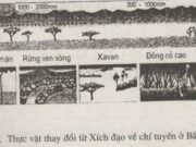 Bài 1,2,3,4 trang 83 đến 86 SBT Địa lớp 6: Yếu tố khí hậu đã làm cho thực vật thay đổi như thế nào?