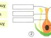 Bài 52. Sự sinh sản của thực vật có hoa – Khoa học 5: Hợp tử phát triển thành gì