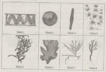 Bài 1, 2, 3, 4 trang 71 SBT Sinh 6: Nêu vai trò của tảo trong thiên nhiên và đối với đời sống con người.