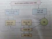 Bài 31. Sản xuất thức ăn nuôi thủy sản – Công nghệ lớp 10: Kể tên và nêu các biện pháp tăng cường nguồn thức ăn nhân tạo cho cá.