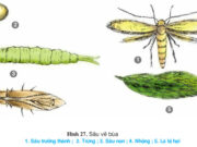 Bài 12. Thực hành: Nhận biết một số loại sâu, bệnh hại cây ăn quả – Công nghệ 9.