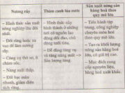 Bài 8. Các hình thức canh tác trong nông nghiệp ở đới nóng – Địa lí 7: Điều kiện để thâm canh lúa nước là gì