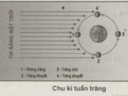 Bài 16. Sóng. Thủy triều. Dòng biển SBT Địa lớp 10: Nguyên nhân chủ yếu tạo nên sóng là gì?