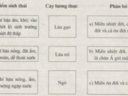 Bài 28. Địa ngành trồng trọt SBT Địa lớp 10: Cây lương thực có vai trò gì?