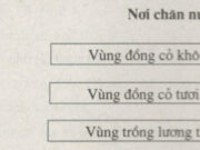 Bài 29. Địa ngành chăn nuôi SBT Địa lớp 10: Trâu là vật nuôi phổ biến của miền nào?