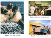 Bài 30. Khai thác khoáng sản và hải sản ở vùng biển Việt Nam – Địa lí 4: Nêu những dẫn chứng cho thấy biển của nước ta rất phong phú về hải sản.