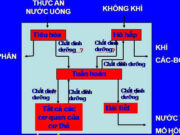 Bài 3. Trao đổi chất ở người (tiếp theo) – khoa học 4: Điều gì sẽ xảy ra nếu một trong các cơ quan trên ngừng hoạt động?