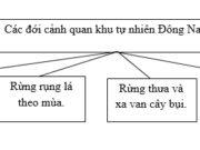 Bài 14 trang 39,40, 41SBT Địa 8: Nêu tên các loại cây trồng trồng trên đồng bằng Đông Nam Á?