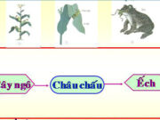 Bài 65. Quan hệ thức ăn trong tự nhiên – Khoa học 4: Từ những “thức ăn” đó, cây ngô có thể tạo ra những chất dinh dưỡng nào để nuôi cây