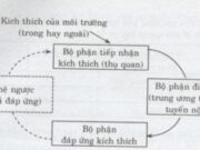 Bài 1, 2, 3, 4, 5 trang 83 Sinh lớp 11 Nâng cao – Trình bày cơ chế điều hòa nước và muối khoáng của thận.