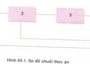 Bài 5, 6, 7, 8, 9 trang 268, 269, 270 SGK Sinh học 12 Nâng cao – Hãy điền nội dung phù hợp vào bảng 65.6