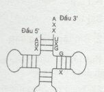 Bài 1, 2, 3 trang 40 SGK Sinh học 10 Nâng cao – Phân biệt cấu trúc và chức năng các loại ARN.