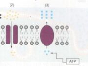 Bài 1, 2, 3, 4, 5 trang 66, 67 SGK Sinh học 10 Nâng cao – Điều kiện để xảy ra cơ chế vận chuyển thụ động và chủ động ?