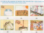 Write – Viết – Unit 16 – Trang 152 – Tiếng Anh 8: Look at the sequence of pictures that describe how cacao beans are processed. Put them in the correct order.