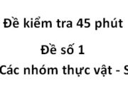 Đề kiểm tra 45 phút môn Sinh 6 Phần Các nhóm thực vật: Cây thông đại diện của ngành Hạt trần có đặc điểm gì?