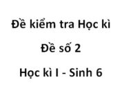 Đề kiểm tra học kì 1 Sinh học 6 [Đề 2]: Những điều kiện bên ngoài nào ảnh hưỏng đến sự thoát hơi nước qua lá?