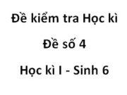 [Đề 4] Đề kiểm tra học kì 1 Sinh học 6: Củ nào dưới đây không phải do thân biến dạng tạo ra?