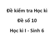 [Đề 10] Thi học kì 1 môn Sinh học 6: Cấu tạo của miền hút là