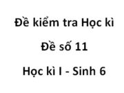 Đề số 11 Đề kiểm tra học kì 1 Sinh học 6: Lá của nhóm cây nào sau đây thuộc loại lá kép?