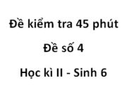 Kiểm tra 45 phút- Học kì 2 Sinh lớp 6 [Đề 4]: Nhóm quả nào sau đây bao gồm toàn quả thịt?