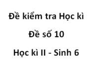 [Đề 10] Đề kiểm tra học kì 2 Sinh học 6: Nhóm cây gồm toàn những cây hai lá mầm là: