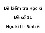 Kiểm tra học kì 2 Sinh học 6 [Đề 11]: Chất dự trữ của hạt thường nằm ở đâu?