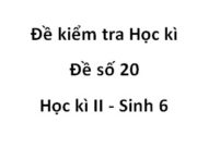 Kiểm tra học kì 2 Sinh học 6 Đề 20: Nhóm quả và hạt nào sau đây thích nghi với cách phát tán nhờ động vật ?